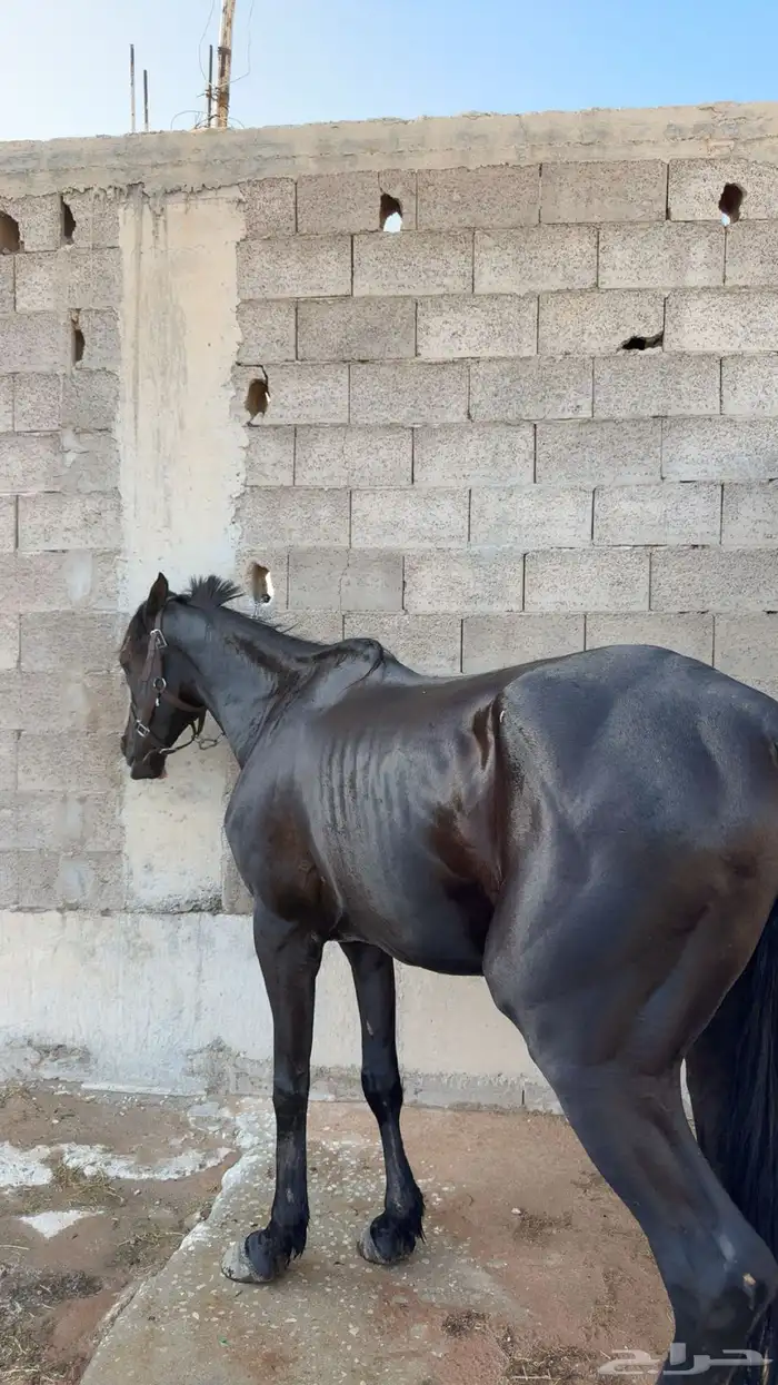 حصان شعبي سرعه 2