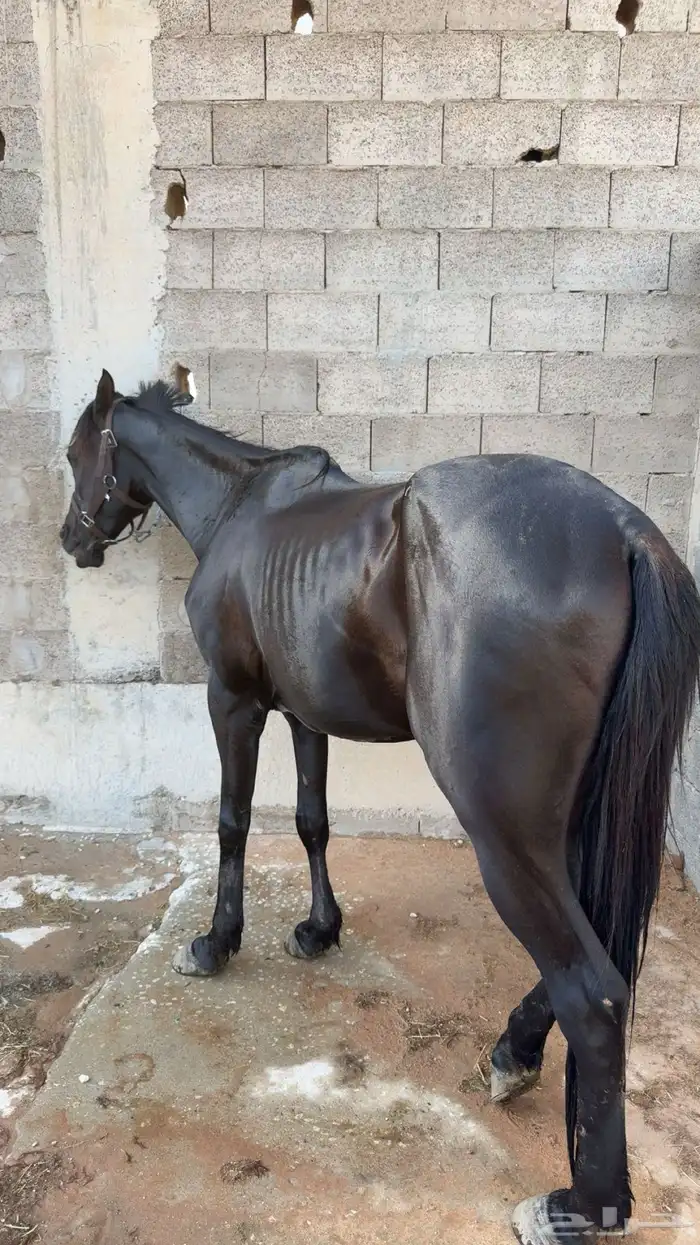 حصان شعبي سرعه 5