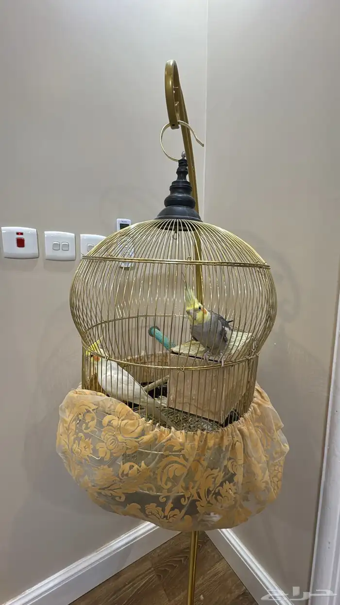 الرياض 0