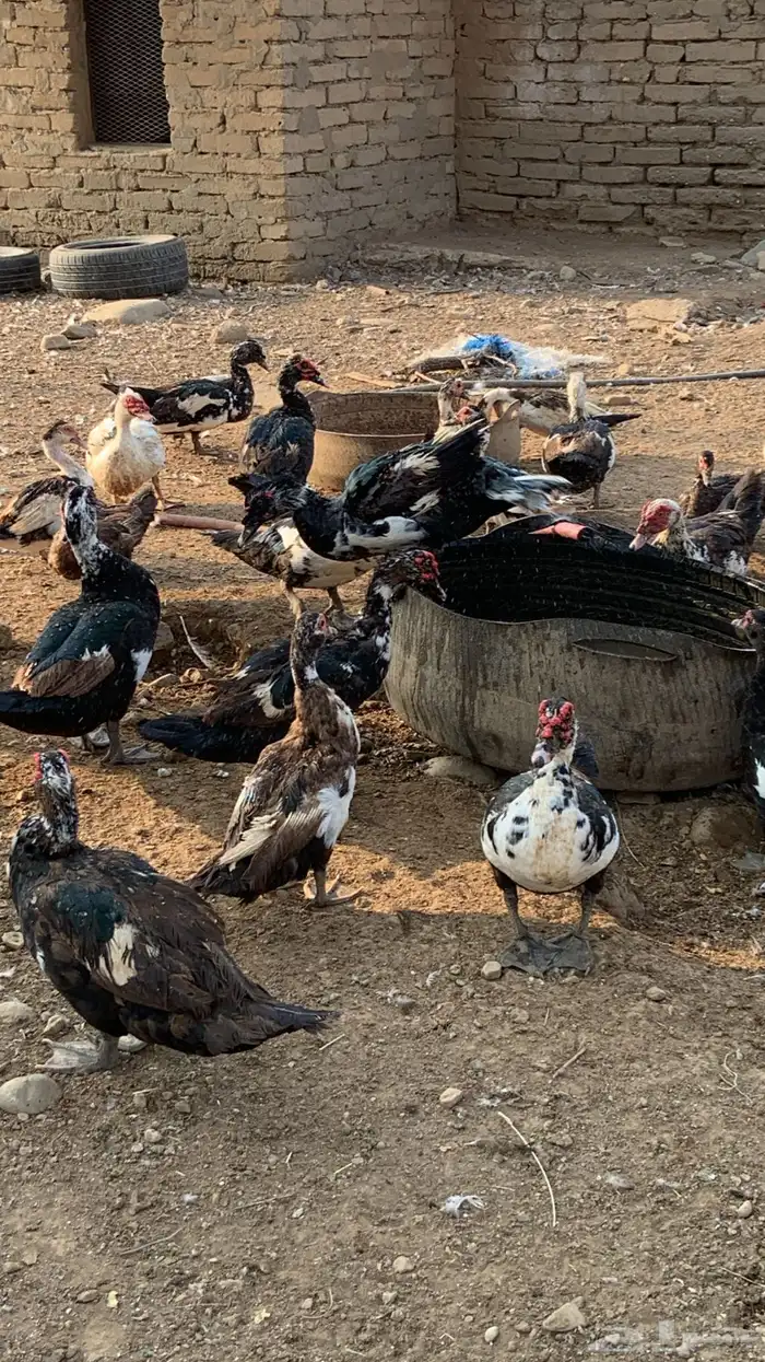 بط بلدي منتج 1