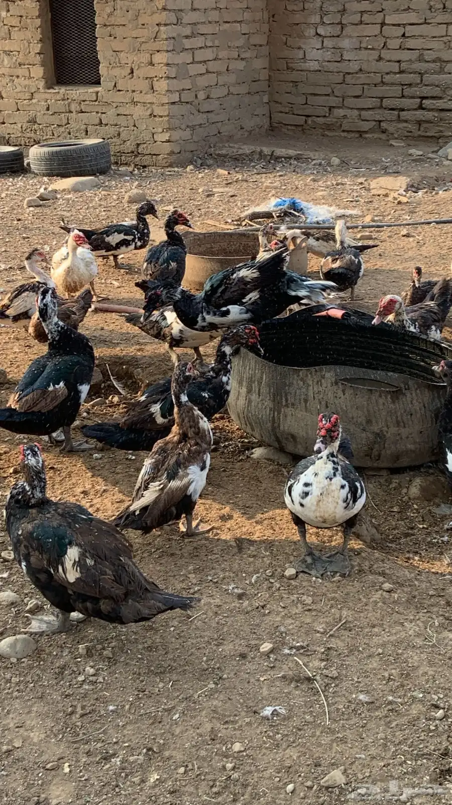 بط بلدي منتج 1