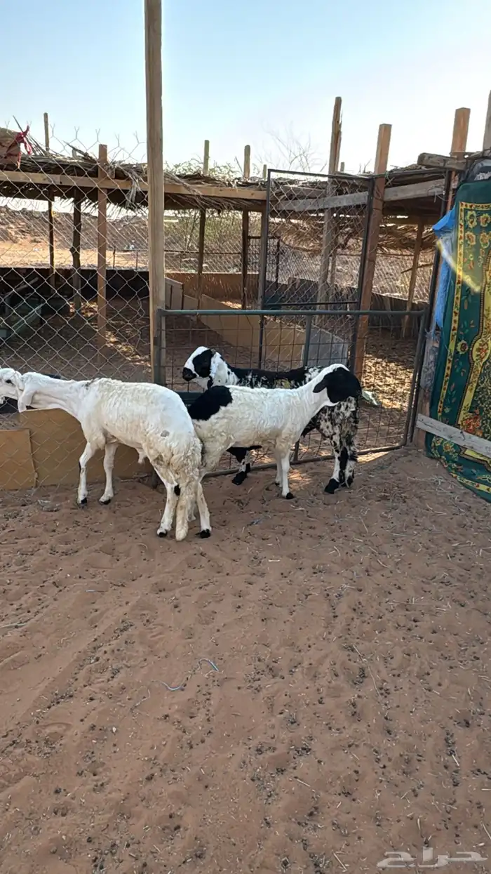 ذبايح ابو سعود 2