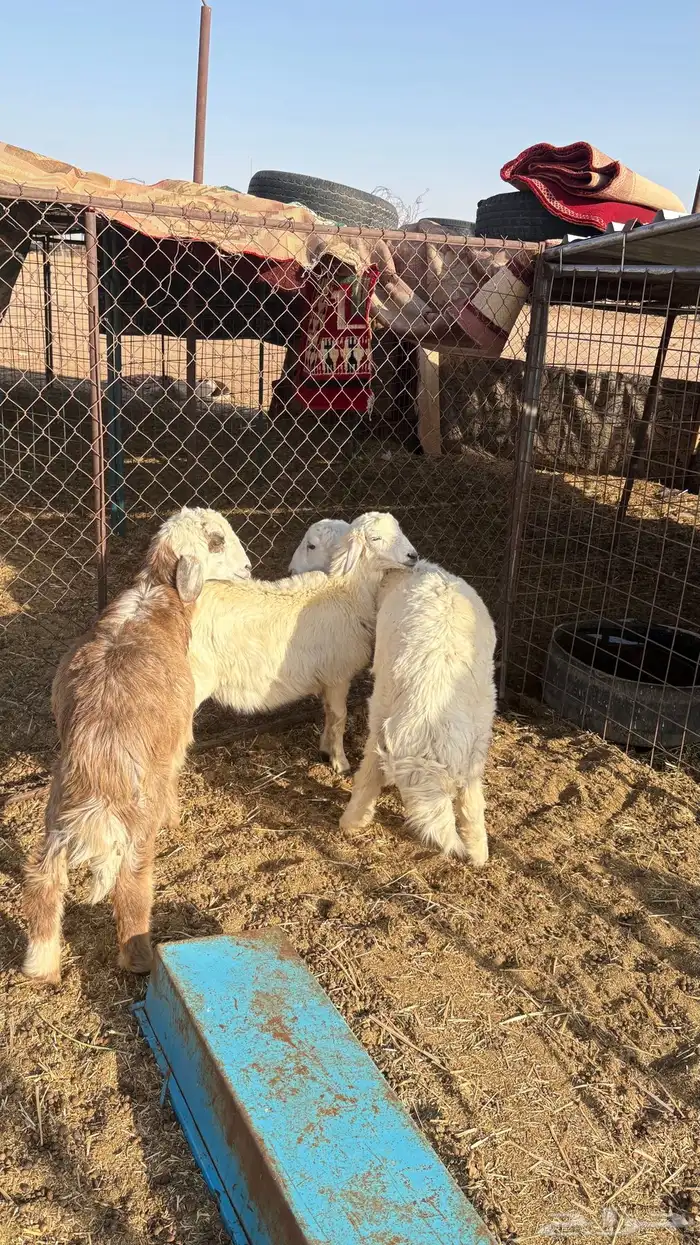 خرفان حري ونجدي 1