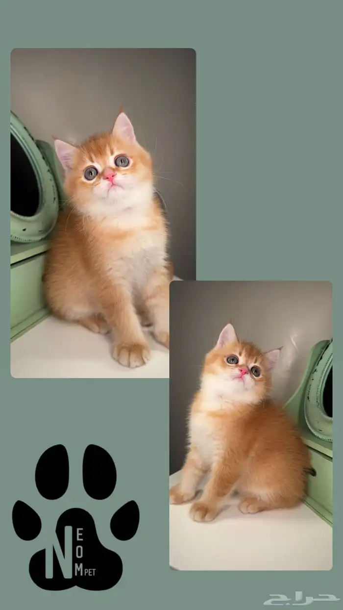 قطط صغيرة للبيع شهرين سكوتش فولد ستريت شيرازي هملايا انثى 2