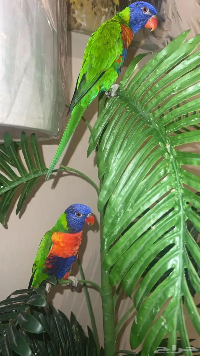 ببغاء لوري ( انتاج بيلو ) نوع ( لوري رينبو ) للبيع 2