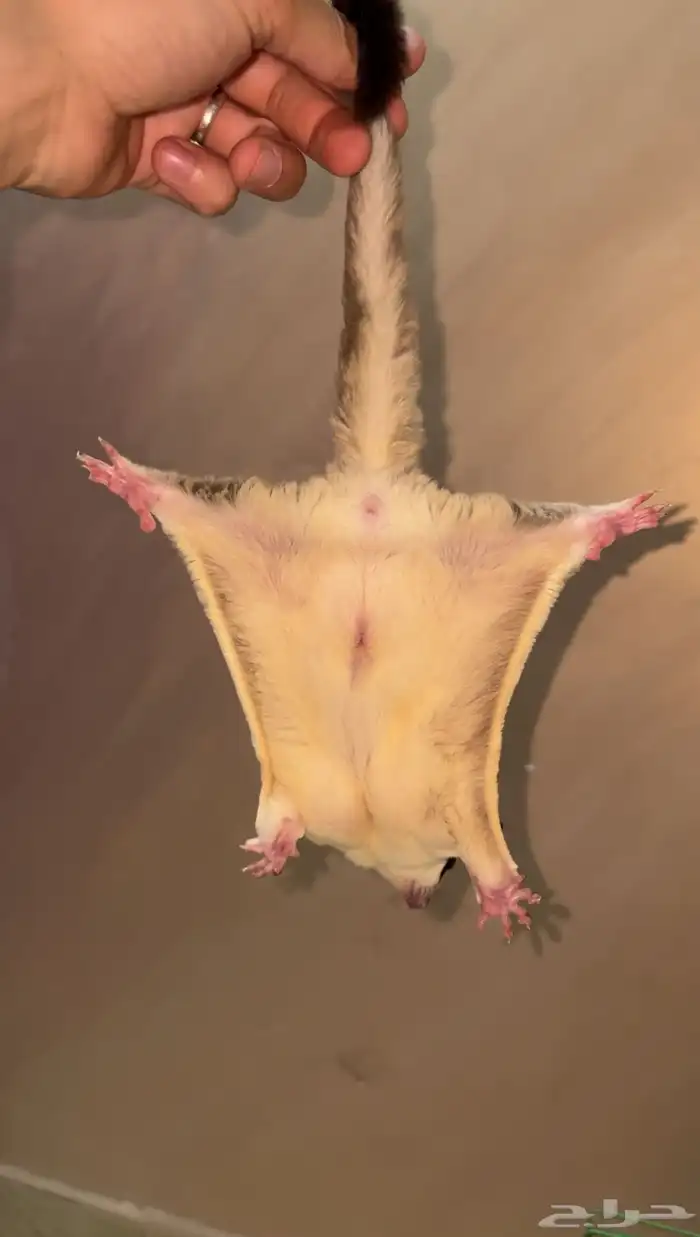 سناجب شوقر قلايدر 7