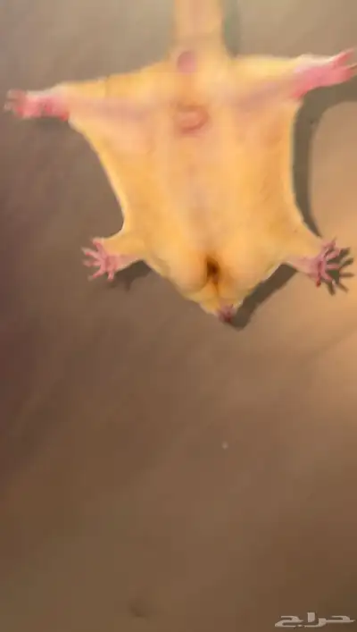 سناجب شوقر قلايدر 4