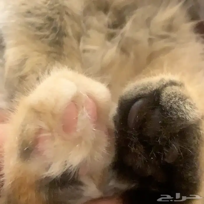 قطه مفقوده 1