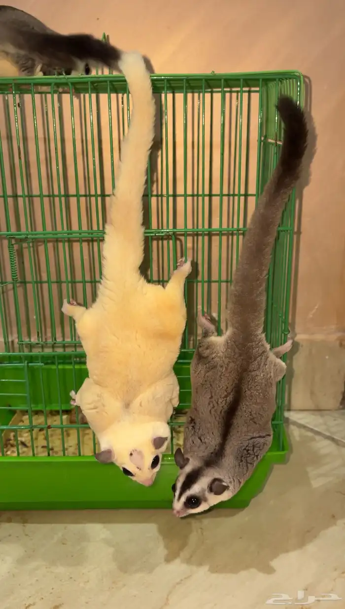 سناجب شوقر قلايدر 3