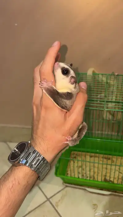 سناجب شوقر قلايدر 8