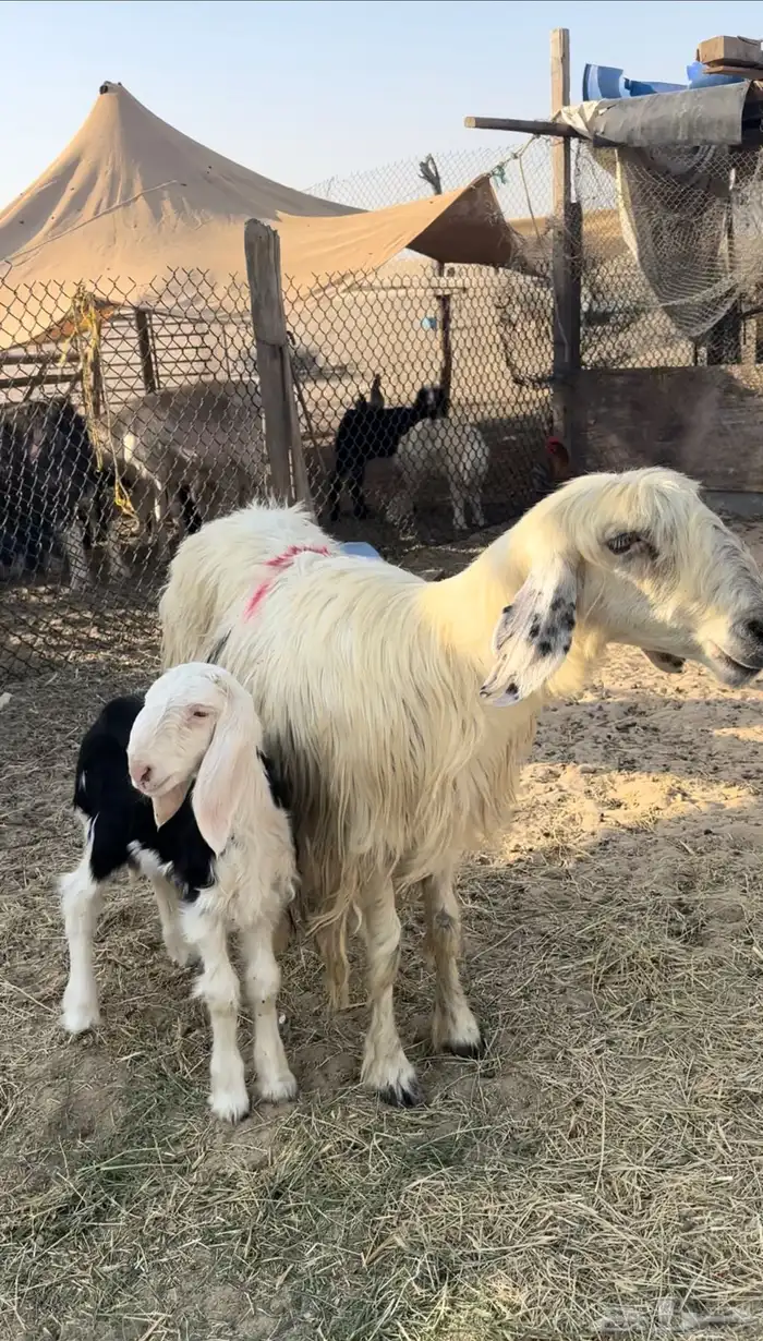 للبيع رغوث نجديه تحته خروف 1