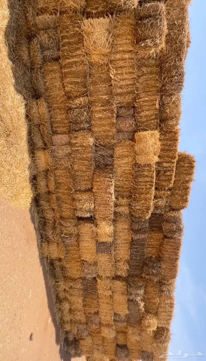 علف برسيم 1