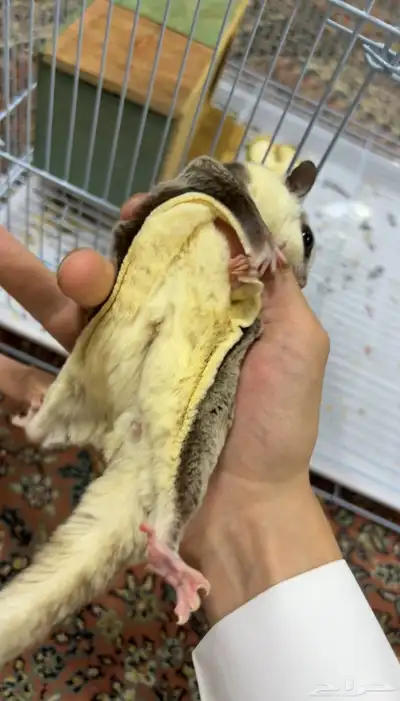 سناجب شوقر قلايدر 9