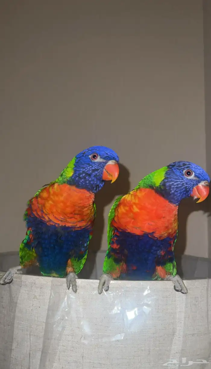 ببغاء لوري ( انتاج بيلو ) نوع ( لوري رينبو ) للبيع 1