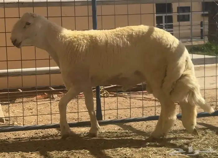 طلي حري ابرص صنف الصنف فاخر من الاخر 5
