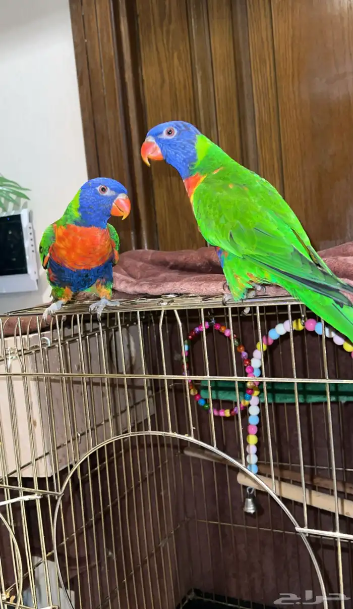 ببغاء لوري ( انتاج بيلو ) نوع ( لوري رينبو ) للبيع 0