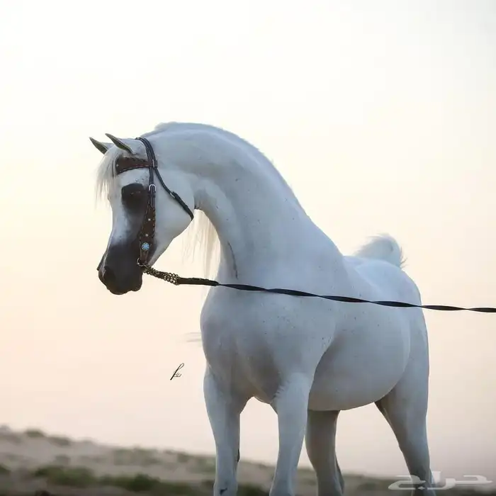 مهره واهو كفو 3