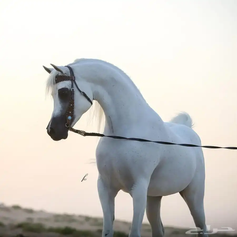 مهره واهو كفو 3