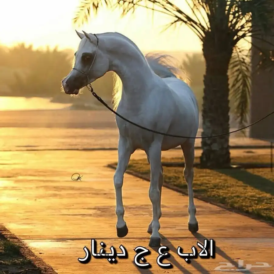مهره واهو كفو 4