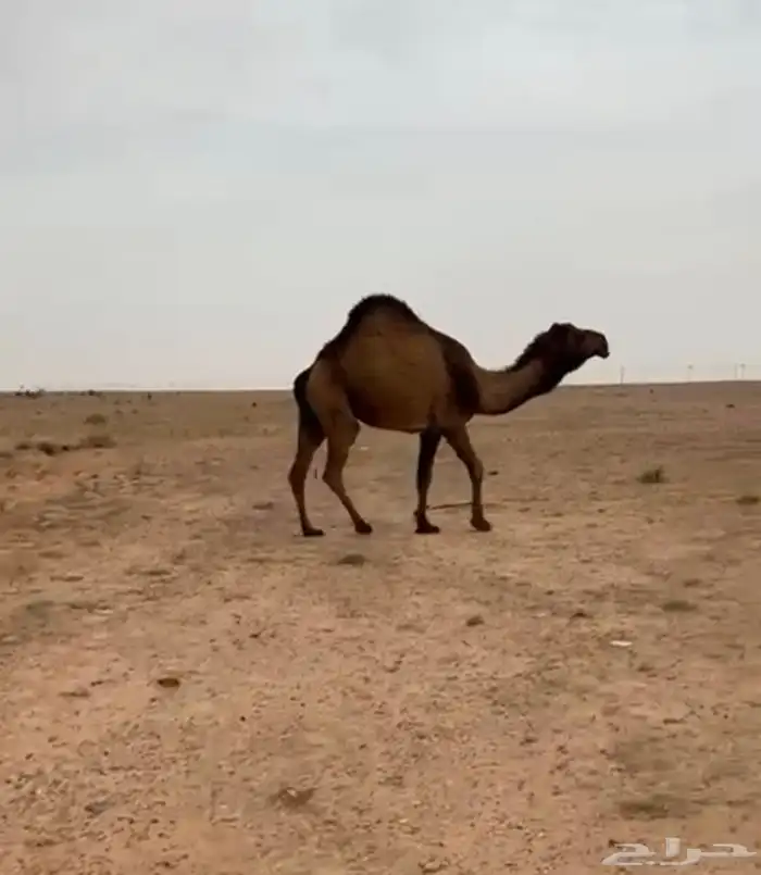 ناقة عبدانية 0