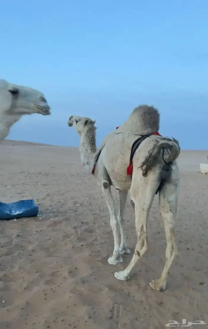ناقه حايل للبيع 1