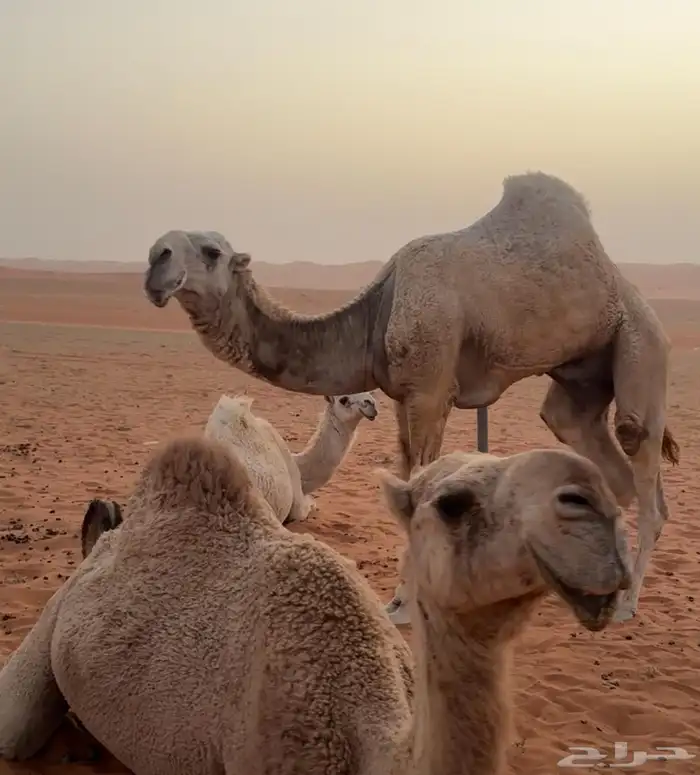 قعود علياني كفو منتج كفو 1