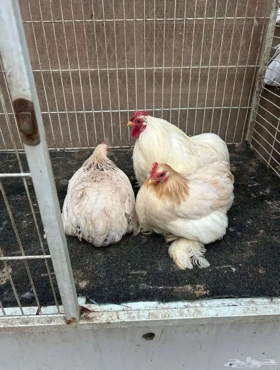 دجاج زينه كوشن 1