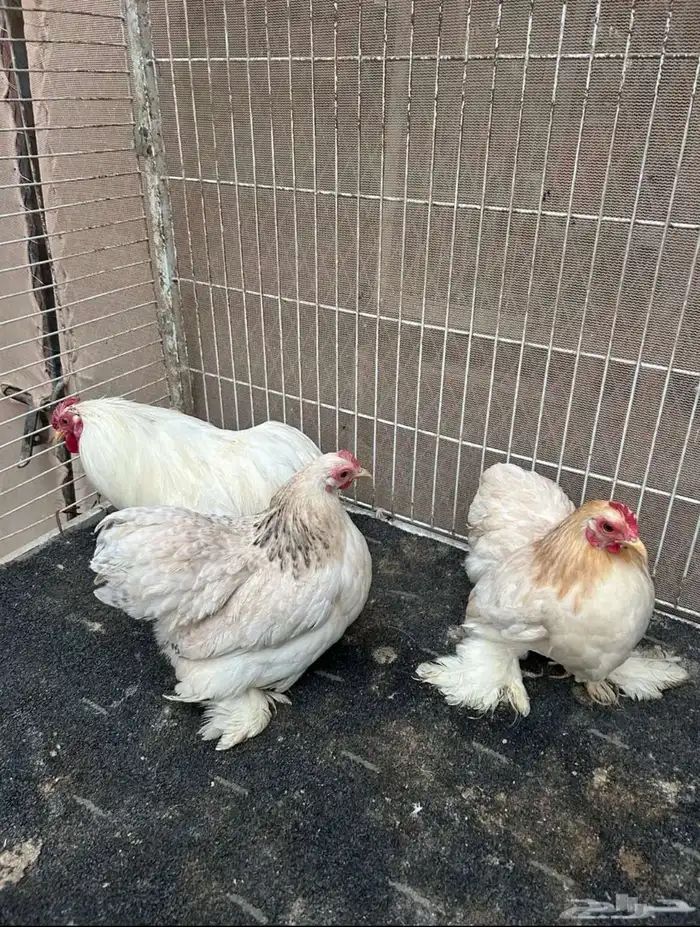 دجاج زينه كوشن 3