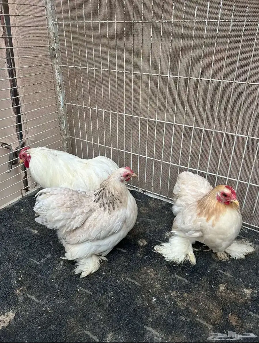 دجاج زينه كوشن 3