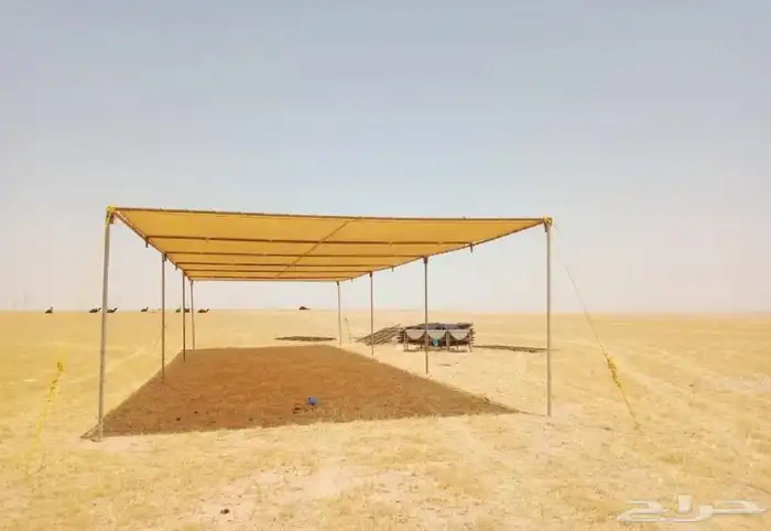 مظلات الإبل 0
