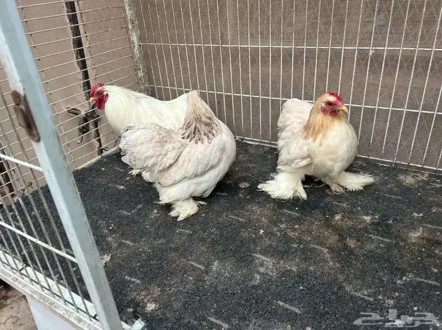دجاج زينه كوشن 0