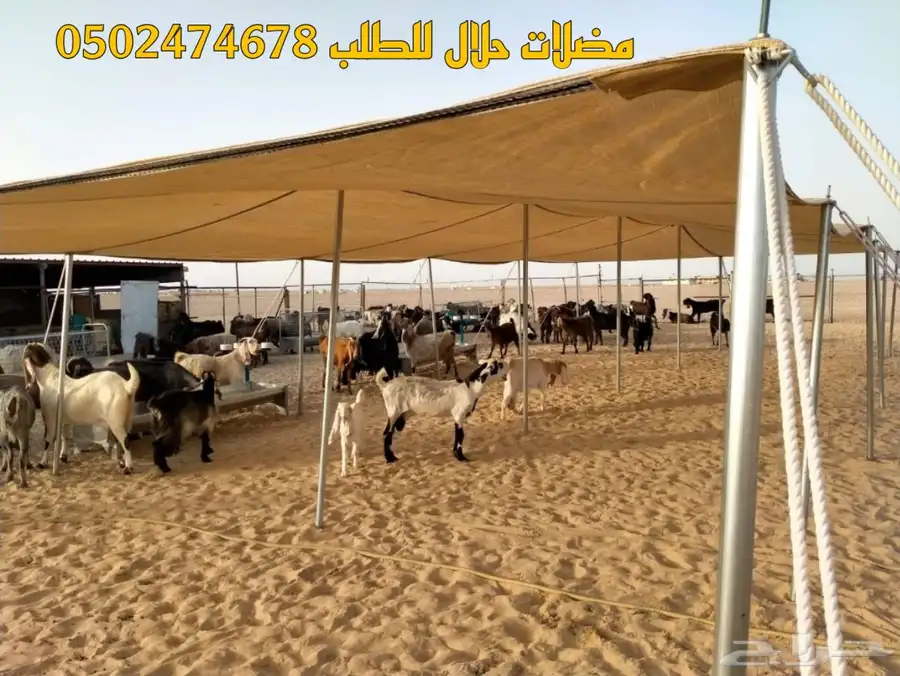 مظلات حلال اغنام مستلزمات الحلال 5