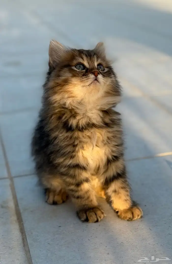 كيتن شيرازي 3