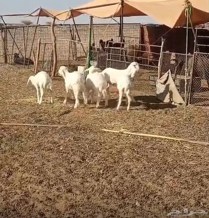 طليان تربيه 0