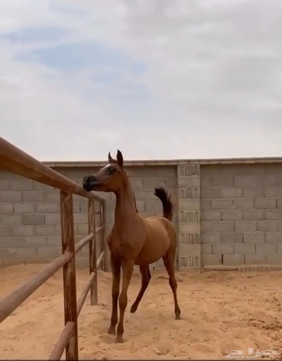 مهر شعبي اصيل 1