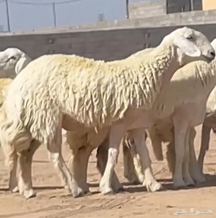 رخال فرديات صنف الصنف فواخر جروم هايله وشعره وروس وعرض وطرف 1