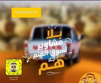 تغطيه لسوق الماشيه بعرعر وبيع الذبايح 11
