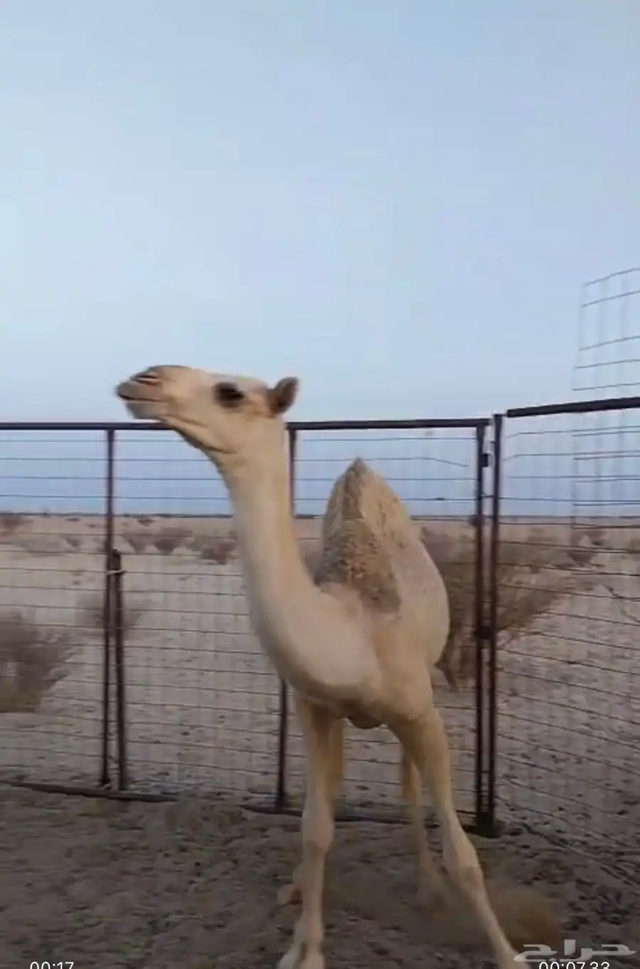 بكره شقحاء حقه 1