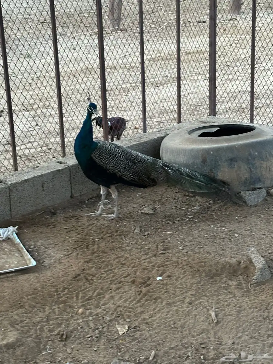طاوس 0