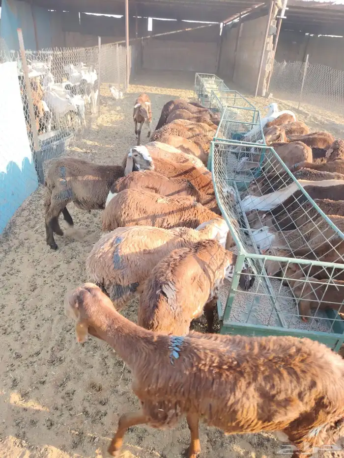 برابر وتيوس صومالي وسواكن 1