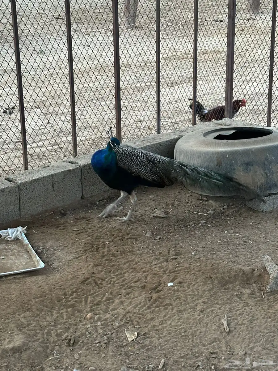 طاوس 1