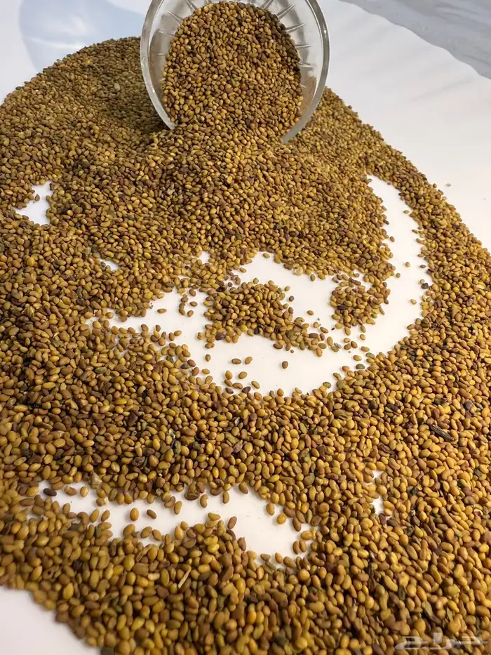 بذور برسيم حضرمي درجة أولى مضمون ونظيف ومجرب 1
