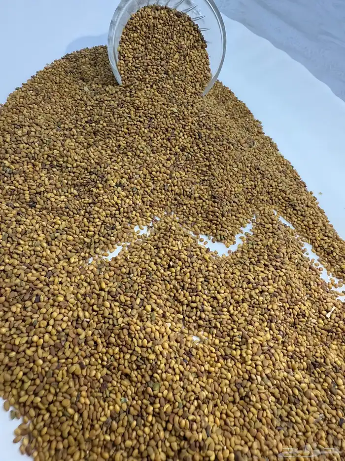 بذور برسيم حضرمي درجة أولى مضمون ونظيف ومجرب 0