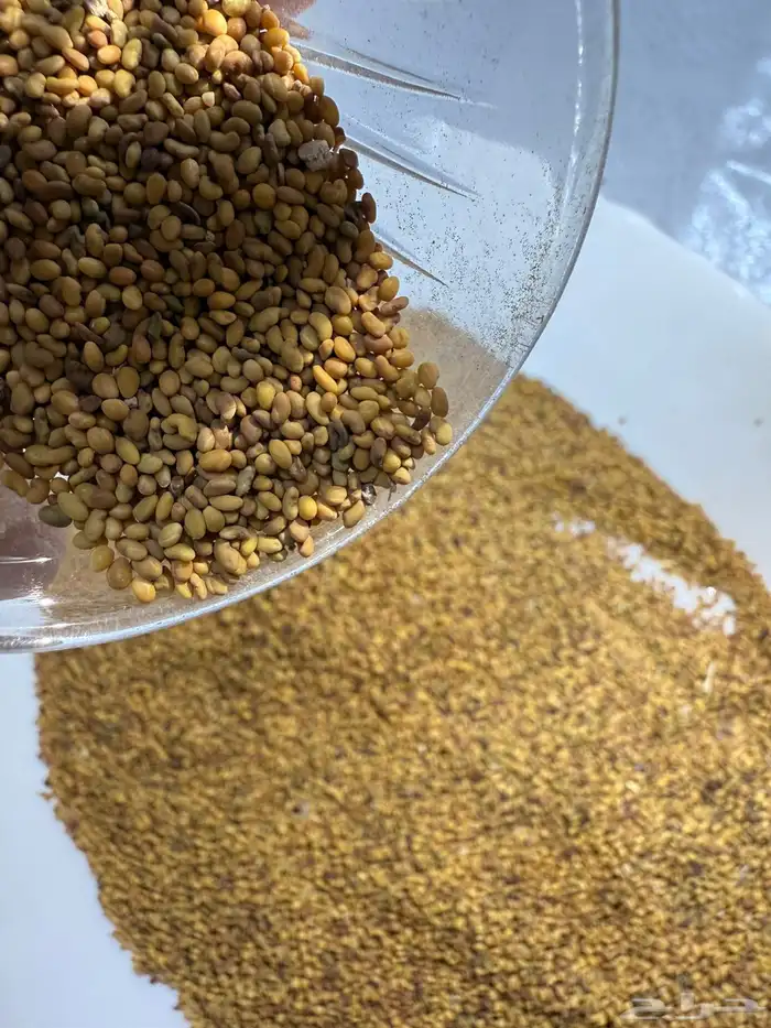 بذور برسيم حضرمي درجة أولى مضمون ونظيف ومجرب 3