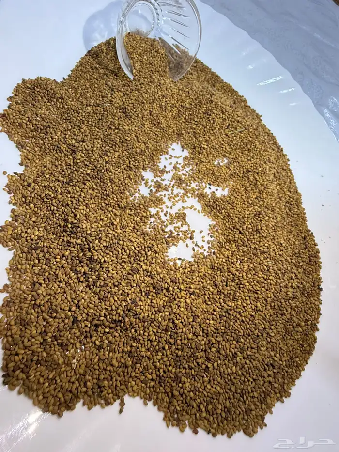 بذور برسيم حضرمي درجة أولى مضمون ونظيف ومجرب 8