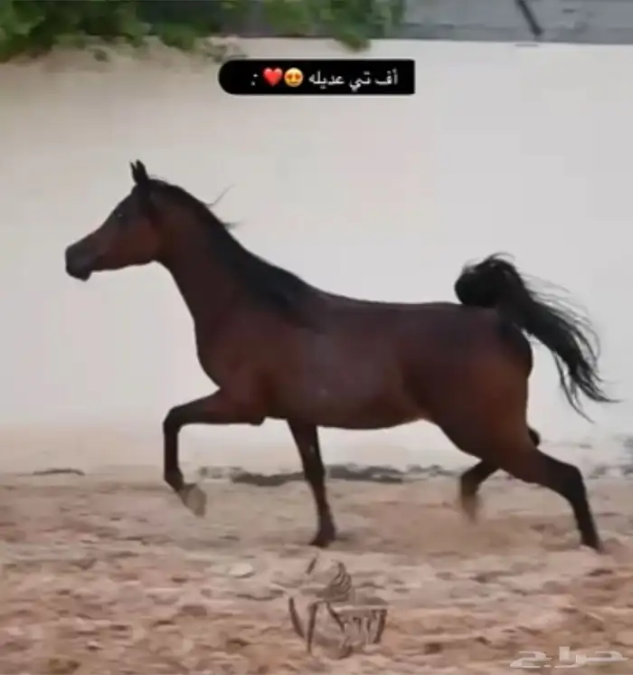 مهره واهو كفو 5