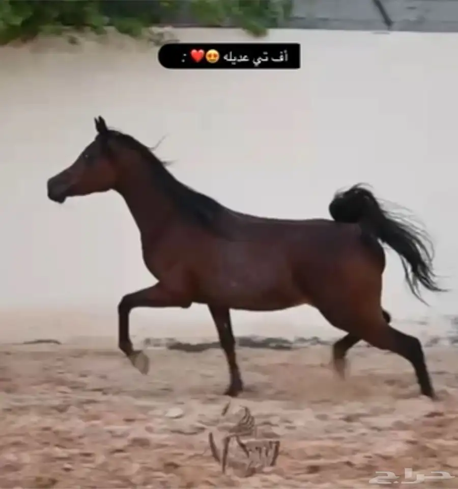 مهره واهو كفو 5