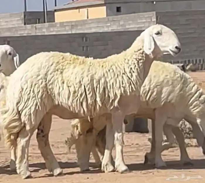 رخال فرديات صنف الصنف فواخر جروم هايله وشعره وروس وعرض وطرف 3