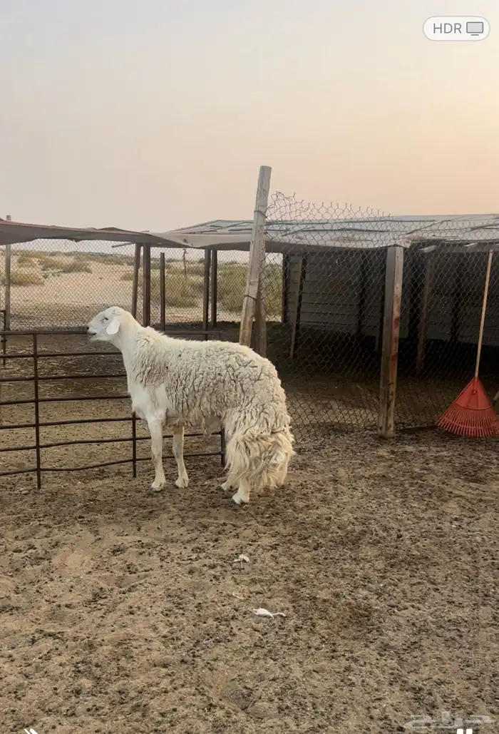 خروف حري صنف تم اضافه صوره الاب 2