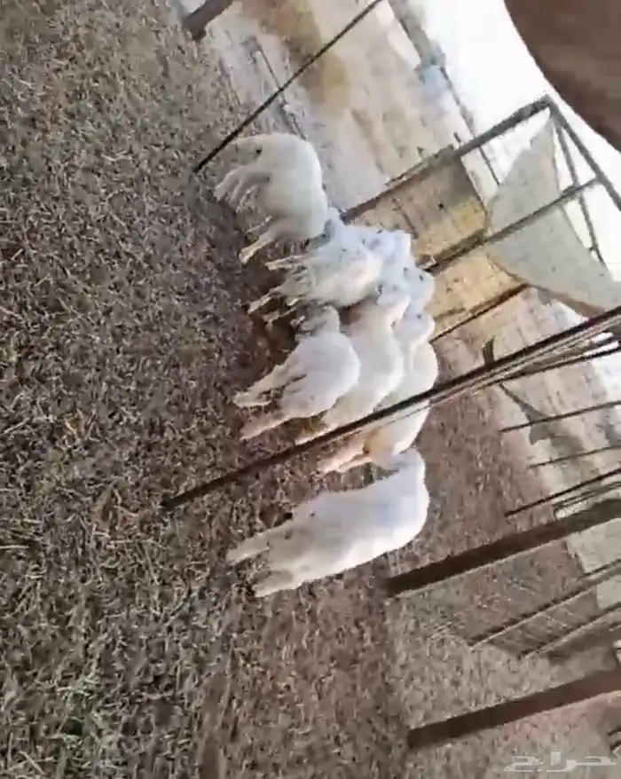 طليان حريات ورخال شرط 1